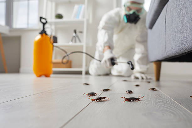 Affordable Termite Control solutions in Fairfield, TX